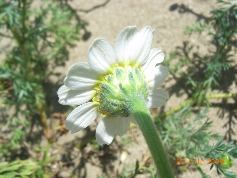 Anthemis maritima / Camomilla marina
